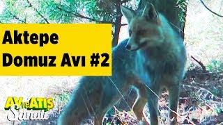 Aktepe Domuz Avı 2 Av ve Atış Sanatı Yaban Tv - Mehmet Şahmaran Wildboar Hunting