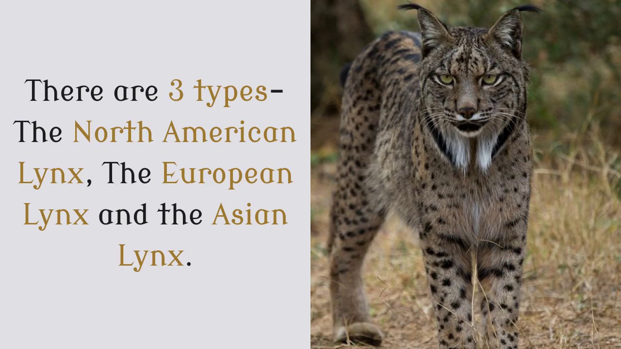 16 Amazing Facts You Should Know About Lynx YouTube