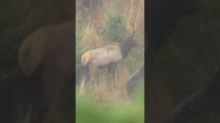 Finally found a bull ?? hunting hunt elk elkhunting jesus loves you