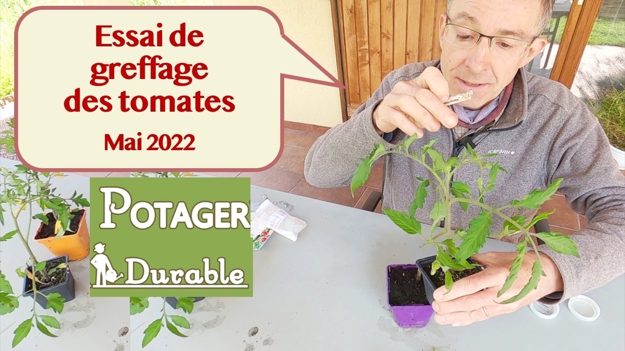 Essai de greffage des tomates 2022