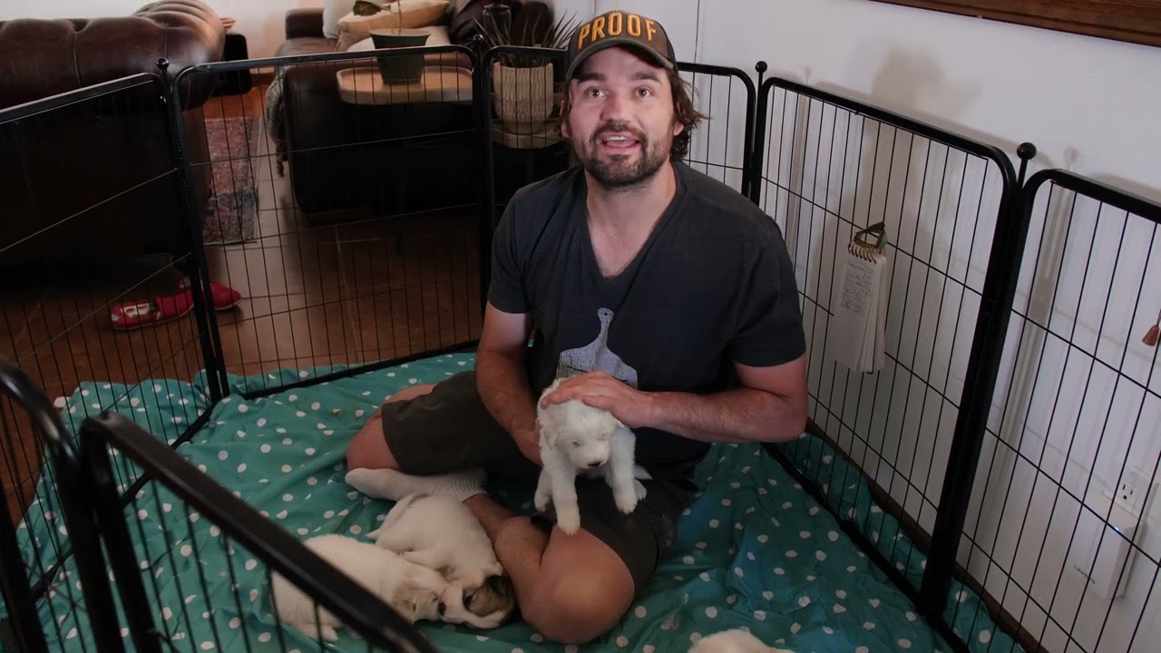 New Litter of Great Pyrenees Puppies | Proof Bread
