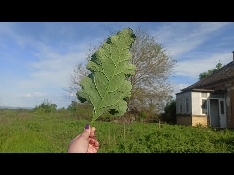 Video: Kako Odbaciti Prema članku