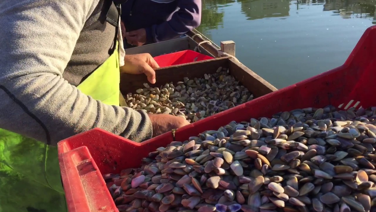 Il pescatore di telline