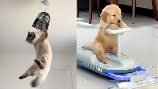 Try Not To Laugh😆Funny Cats and Dogs video V63