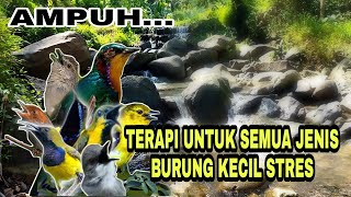 Terapi semua jenis burung kecil stres macet bunyi dengan suara air