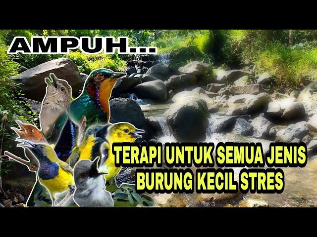 Terapi semua jenis burung kecil stres macet bunyi dengan suara air class=