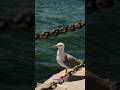 The Secret Intelligence of Seagulls 🐦🌊 | Nature's Smartest Beach Birds #shorts #trending #viral