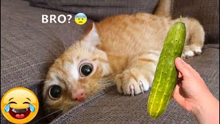 Funny Dogs And Cats Videos 2023 😅 - Best Funniest Animal Videos #29