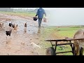 الريف التونسي في الشتاء/يوم ممطر/زراعة الثوم في الحديقة/الدجاجة تحتضن بيض الديك الرومي🦃