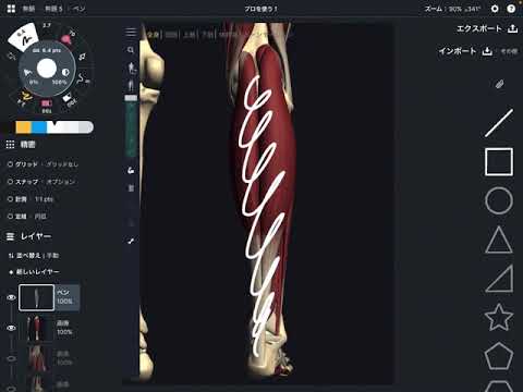 Anatomy and function of gastrocnemius (English)