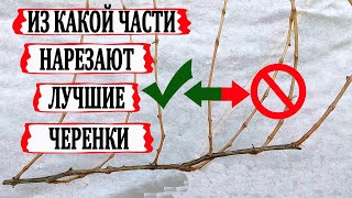 🍇 Как ПРАВИЛЬНО НАРЕЗАТЬ и ЗАГОТОВИТЬ ЧЕРЕНКИ ВИНОГРАДА для укоренения. Какие ВЫБРАСЫВАЕМ В МУСОР.