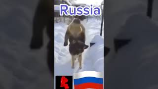 DOGS in USA vs RUSSIA MEME 😂 #shorts