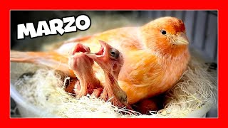 ✅ How to raise canaries in March | Breeding canaries step by step