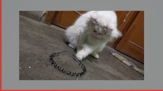 The Persian cat (Persian: گربه ایرانی, romanized: Gorbe Īrānī