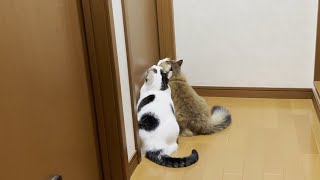 「ドアを開けて」と真ん丸の目でお願いする猫