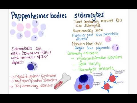 Vidéo: Différence Entre Les Corps De Pointillés Basophiles Et De Pappenheimer