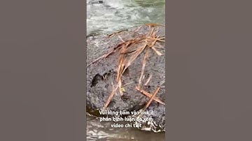 Chú lớn tuổi kinh tế khó khăn phải bán đất vườn cây ăn trái ,phía sau có suối #shorts