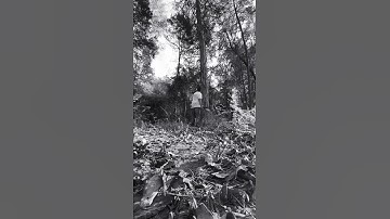 Chopping huge tree with axe