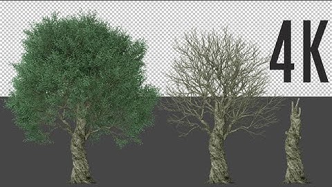 Olive Tree Growing Stock Motion Graphics