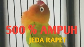 MASTERAN LOVEBIRD BETINA AGAR JEDA RAPAT