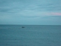 Ballenas en Puerto Madryn