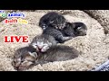 Baby Orphaned Kittens Day 1 to 10 After rescue - Amazing transform