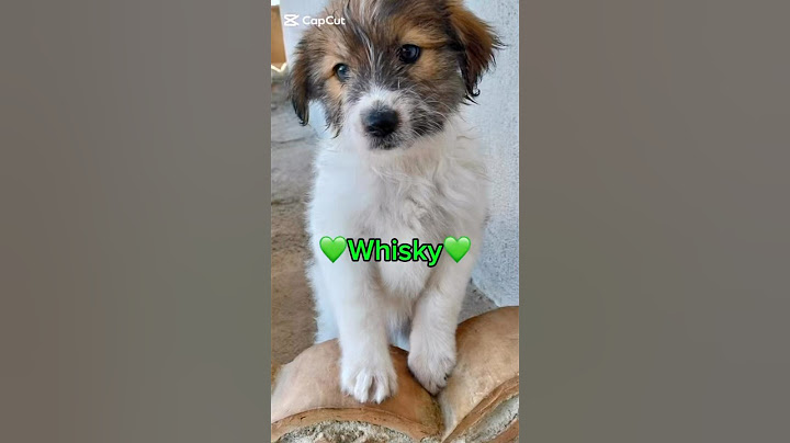 Whisky Cerca Casa | Splendido Dolce Cucciolino Cerca Famiglia #shorts #adotta #dog #perte #puppy