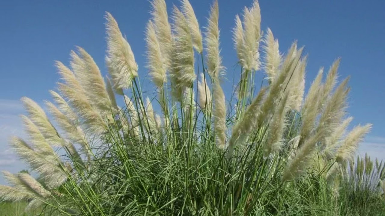 Matorral espinoso psamófilo