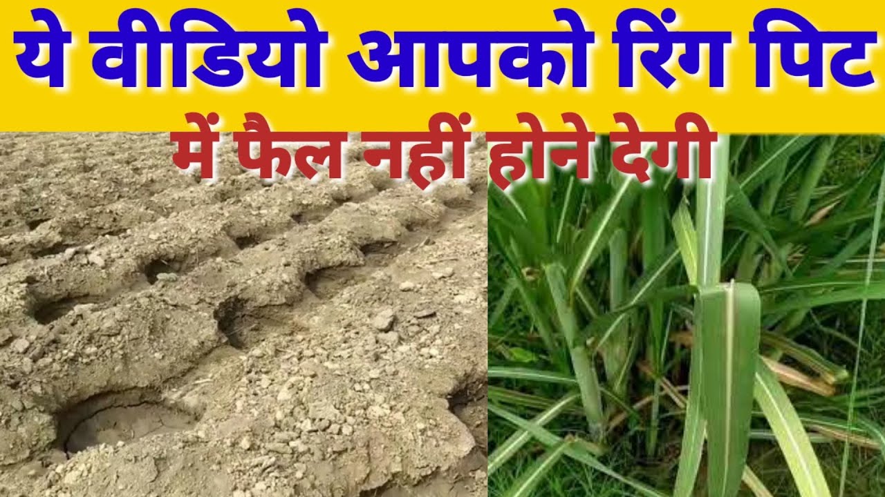 असोजी रिंग पिट गन्ना बुवाई की तैयारी कैसे करे । Ringpit Sugarcane Farming ।