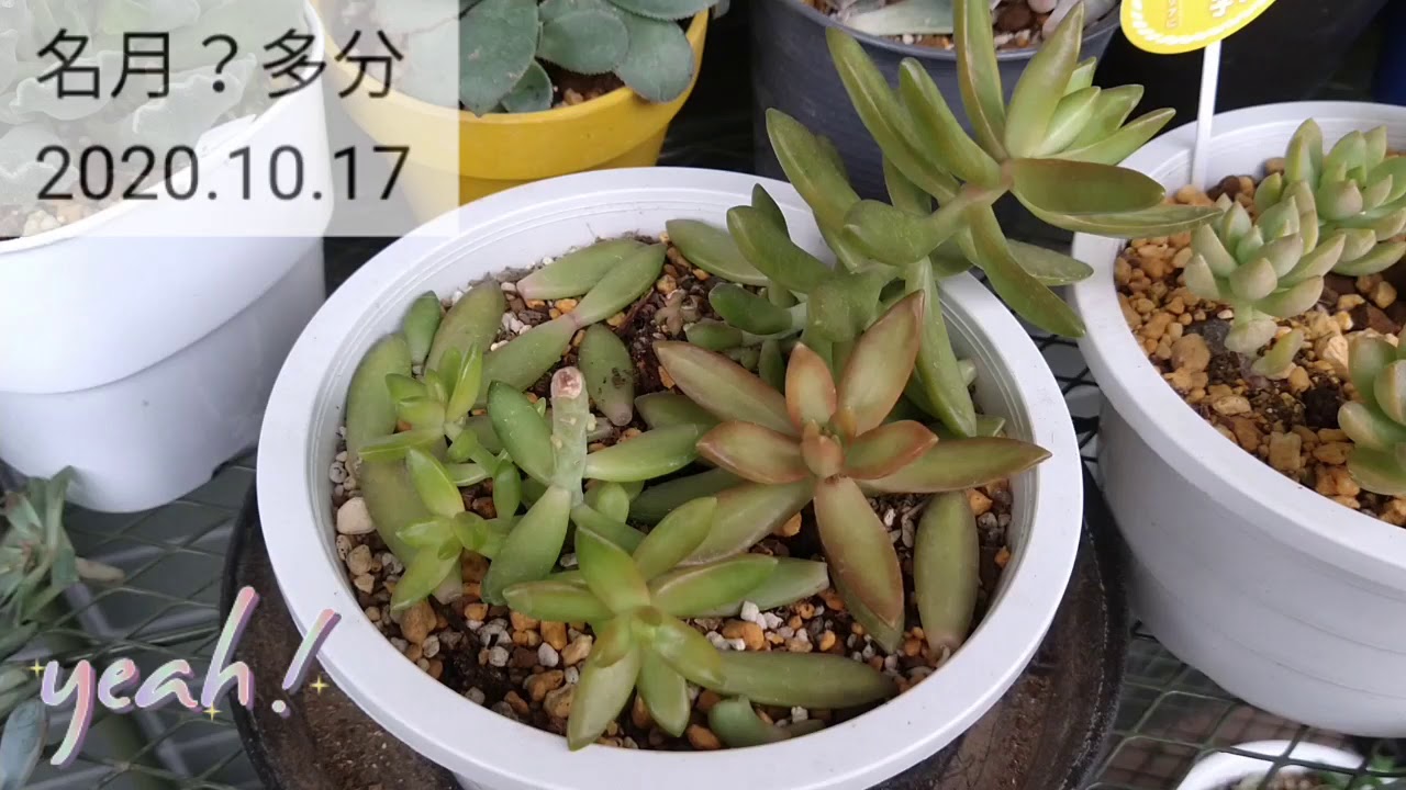 銘月🍁紅葉 月の王子 多肉の成長! - YouTube