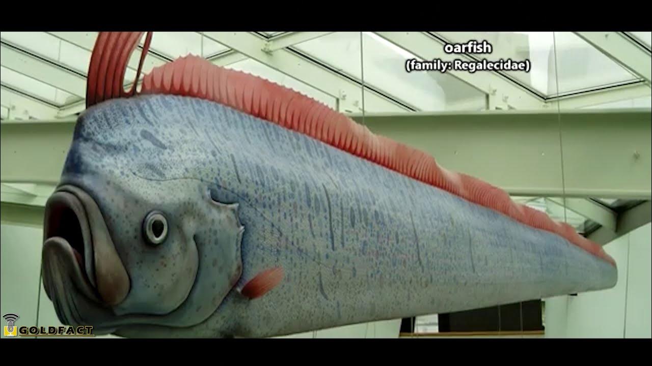 Как выглядит рыба луп Oarfish Facts Ribbons of the sea - YouTube