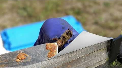 The Collapse of a High Mite Hive