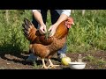 КАК ПРЕДОТВРАЩАЮТ БОЛЕЗНИ КУР БЕЗ ВАКЦИН !