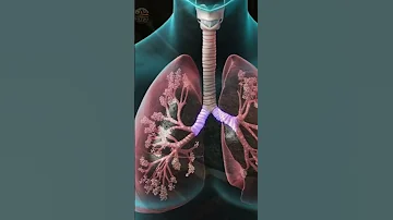 ¿Pueden curarse los pulmones?