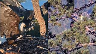 FOBBV ~ SHADOW BRINGS LUNA TWO FISH FOR DINNER WHILE SUB ADULT WATCHES THEM FROM TWIN PINES😲 7.21.26