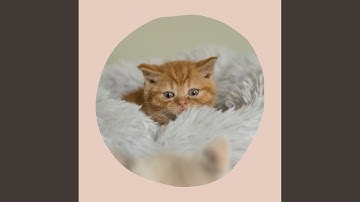 Pulsating Music for Sleepy Cat