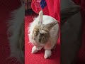 ウサギと恋に落ちることができることを知っていましたか? #うさぎ #かわいい #可愛い #ふわふわ #cute #rabbit #ペット #動物 #fyp #viralvideo #shorts