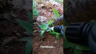 Just a reminder of how powerful fertelizer can be #plantporn