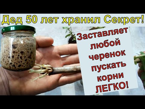 Видео: Мексиканская жимолость – советы по выращиванию мексиканской жимолости в саду