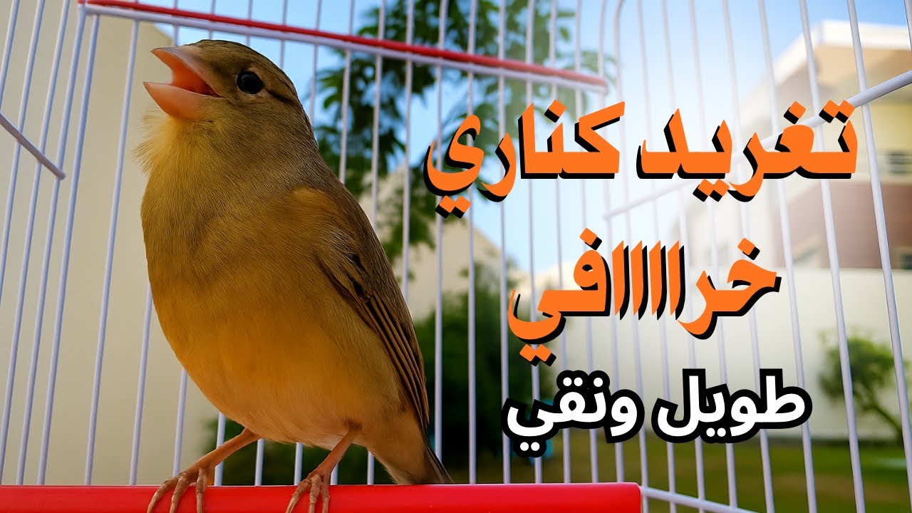 أقوى صوت كناري للتزاوج 🐤 | تغريد مستمر وواضح لساعات