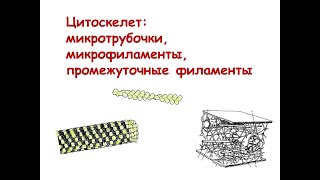 картинка: Цитоскелет: микротрубочки, микрофиламенты, промежуточные филаменты