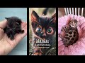 MrCatsbee ❤️ Remember my name (Cute Cats Compilation) #котики #милота #music