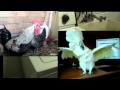 Rooster, cockatoo and washing machine death metal party