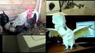 Rooster, cockatoo and washing machine death metal party