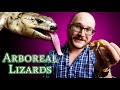 Top 5 BEST Arboreal Lizards
