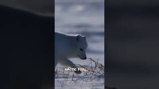 Artic Foxes Are Adorable