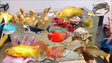 Tổng hợp video cá cảnh đẹp, vịt con, rùa , cá koi , cá chép bự , cá beta , cá dọn bể , cá mập , cua