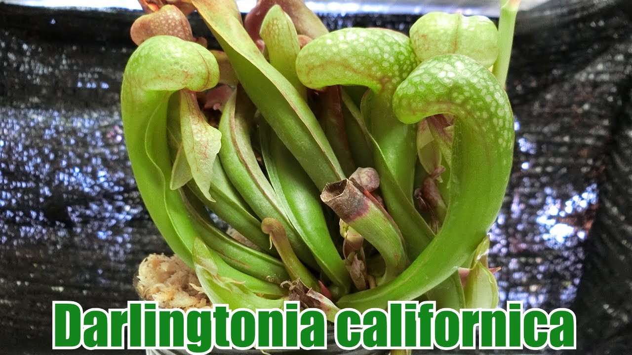 Darlingtonia ダーリングトニア 食虫植物