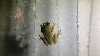 Frog on Window
