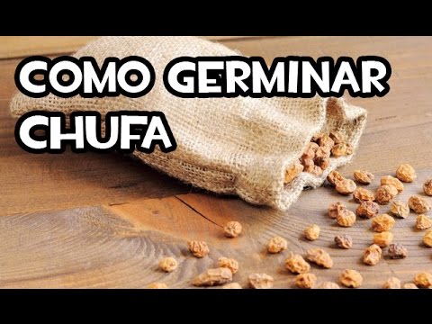 Como germinar Chufa de Valencia | Huerto Orgánico